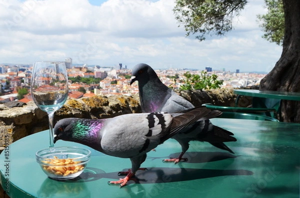 Obraz pigeons