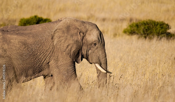 Obraz Słoń na równinie