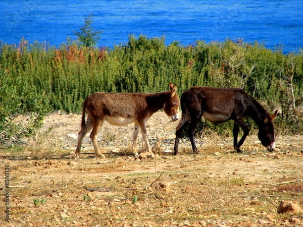 Obraz Wild Donkeys