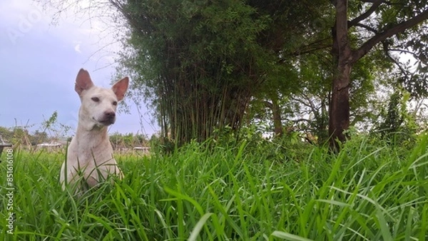 Obraz dog on grass