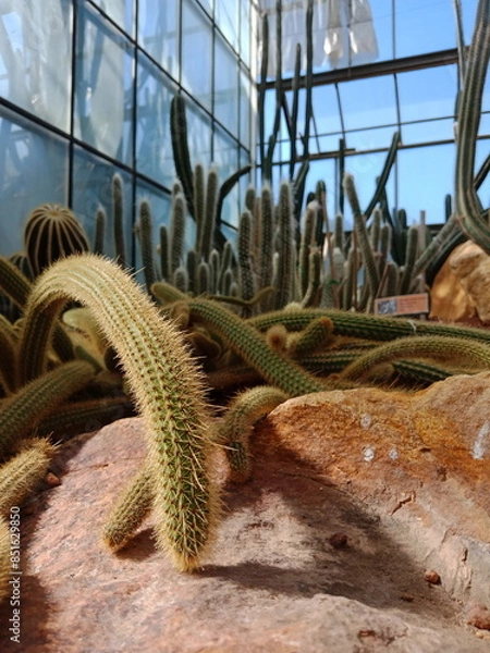 Obraz cactus in the desert