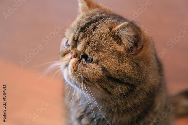 Fototapeta エキゾチックショートヘア