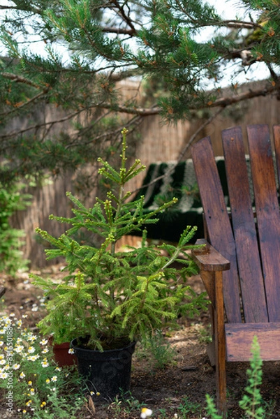 Fototapeta A small Christmas tree in a pot near a wooden chair in the garden