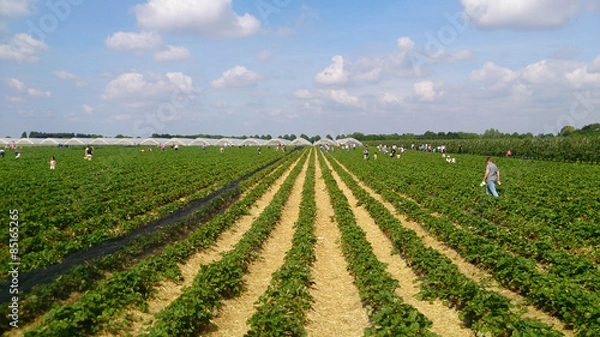 Obraz Erdbeerpflücken