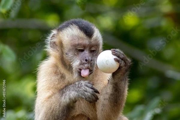 Fototapeta Macaco Prego