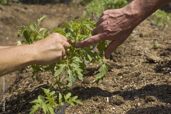 Obraz Growing tomatoes