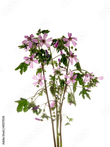 Fototapeta wild mallow