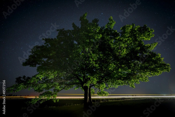 Obraz Oak tree with green leaves on a background of the night sky 