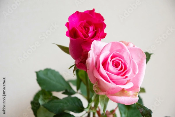 Fototapeta ピンクのばら