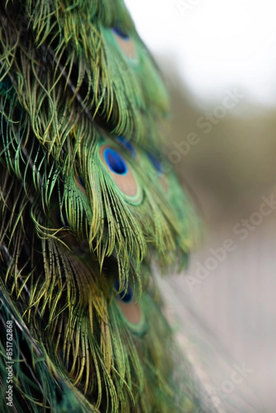 Fototapeta Pavo Real