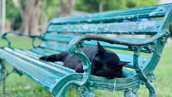 Fototapeta a cute black cat is sleepiing on the bench in the pack