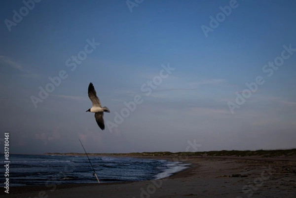 Obraz seagull in flight