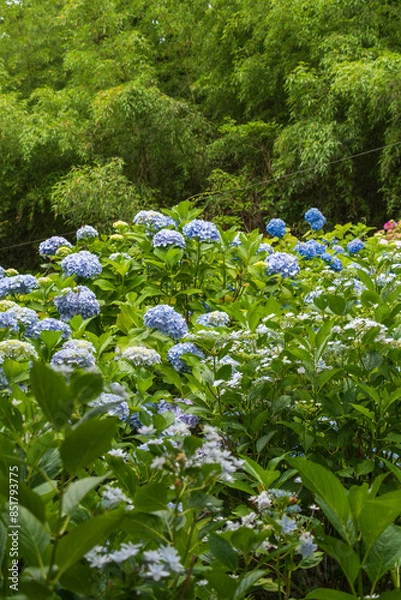 Fototapeta 紫陽花の花がたくさん咲いている