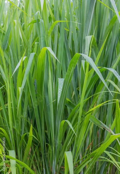 Fototapeta the green grass
