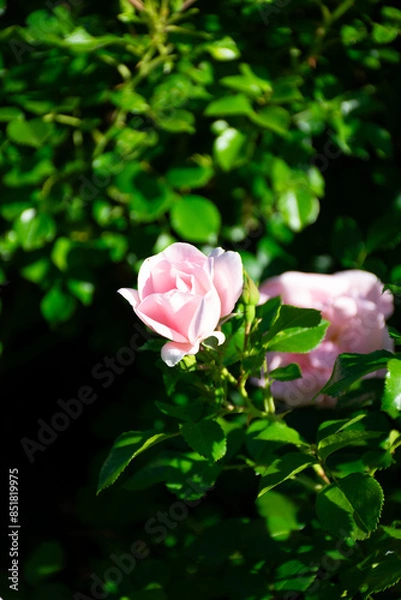 Obraz pink rose