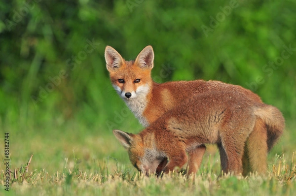 Fototapeta Two wild red foxes