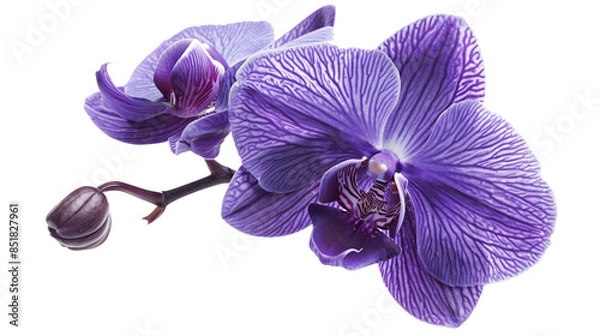 Obraz Close-up snapshot of a purple orchid bloom, isolated on a white background
