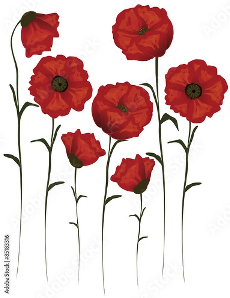 Obraz Einzeln Mohnblumen