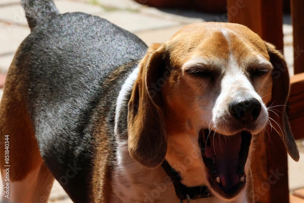 Obraz Beagle dog yawning