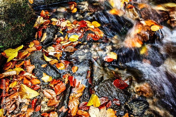 Fototapeta Stream in forest, autumn in october