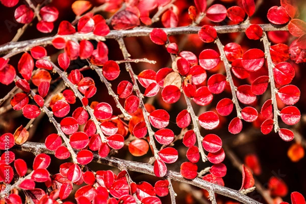 Fototapeta Close-up shot of bright red leaves of beautiful tree.