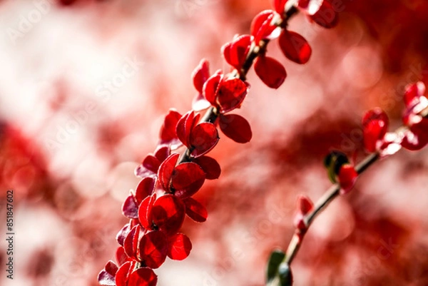 Fototapeta Close-up shot of bright red leaves of beautiful tree.
