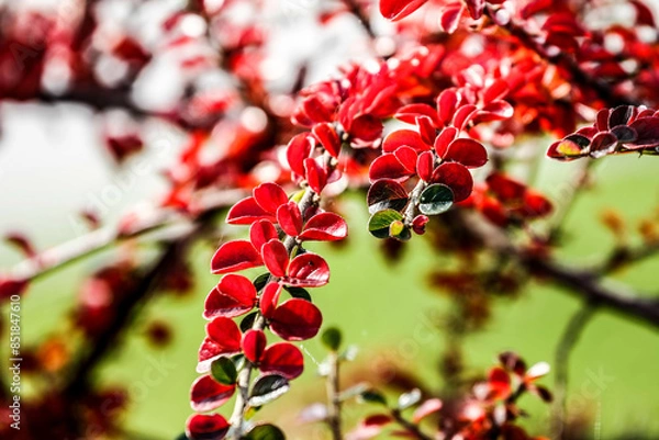 Fototapeta Close-up shot of bright red leaves of beautiful tree.