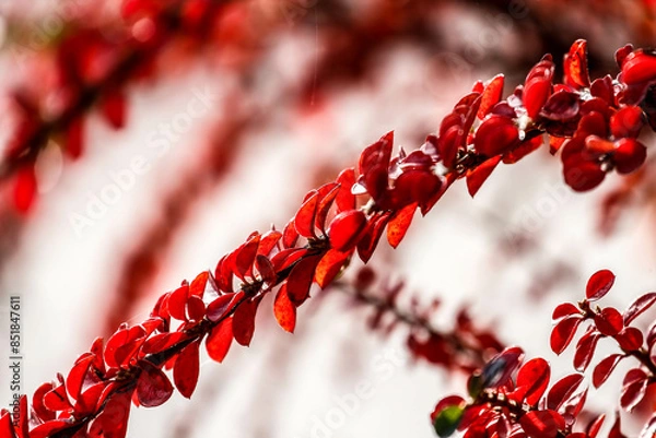 Fototapeta Close-up shot of bright red leaves of beautiful tree.