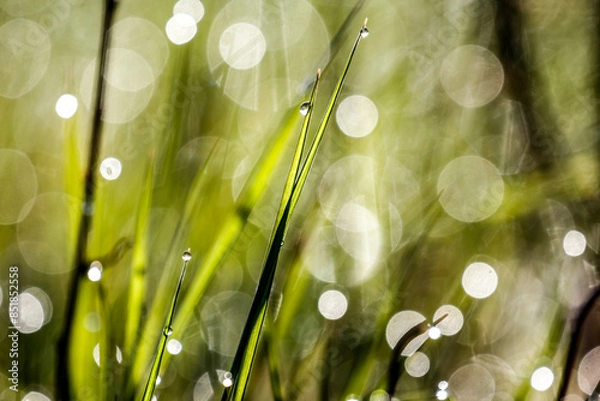 Fototapeta Grass in the meadow with morning.