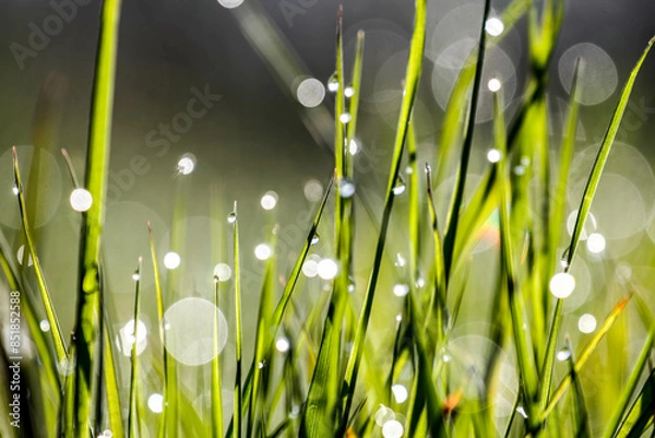 Fototapeta Grass in the meadow with morning.