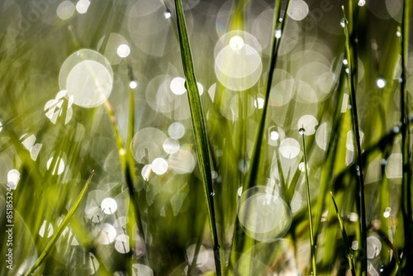 Fototapeta Grass in the meadow with morning.