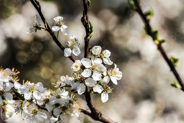 Fototapeta the fruits blossom in spring 