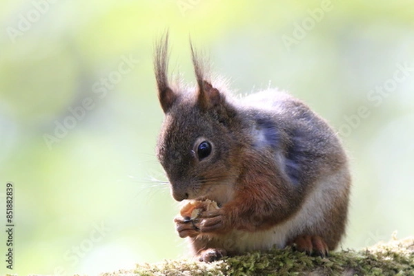 Obraz Eichhönrchen (Sciurus)