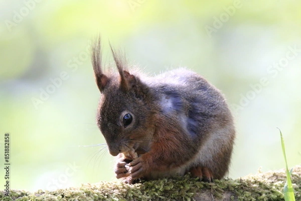 Obraz Eichhönrchen (Sciurus)