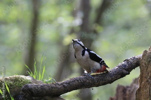 Obraz Buntspecht (Dendrocopos major)