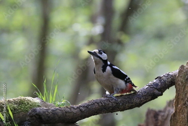 Obraz Buntspecht (Dendrocopos major)