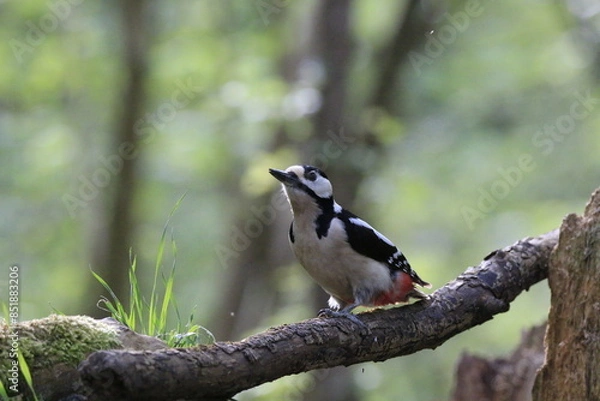Obraz Buntspecht (Dendrocopos major)
