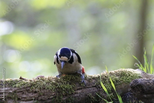 Obraz Buntspecht (Dendrocopos major)