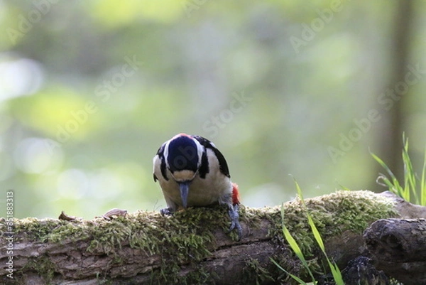Obraz Buntspecht (Dendrocopos major)