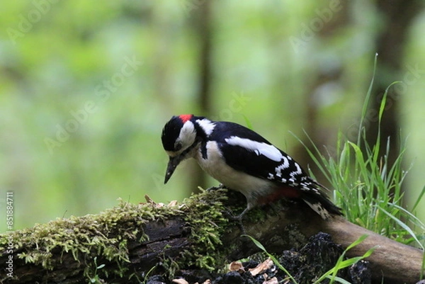 Obraz Buntspecht (Dendrocopos major)