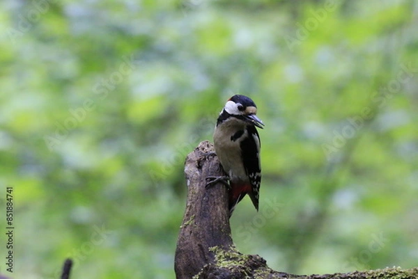 Obraz Buntspecht (Dendrocopos major)