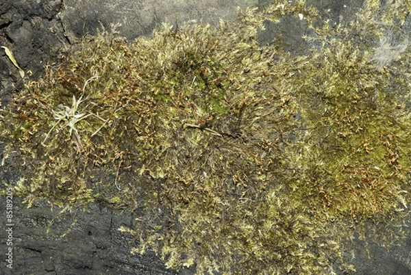 Fototapeta Wood with moss texture