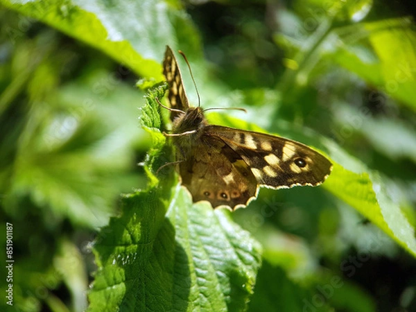 Fototapeta Brown butterfly moth on leaf