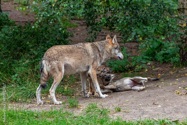 Obraz Wolfsrudel in einem Wald in Brandenburg