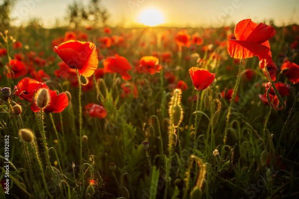 Obraz Poppies at sunset