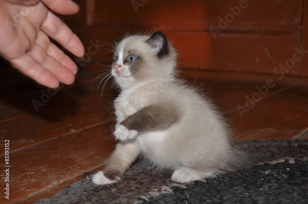 Fototapeta Забавныйкотенок