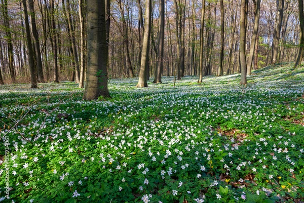Obraz Buschwindröschen in einem Laubwald im Frühling