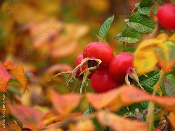 Obraz осенний шиповник