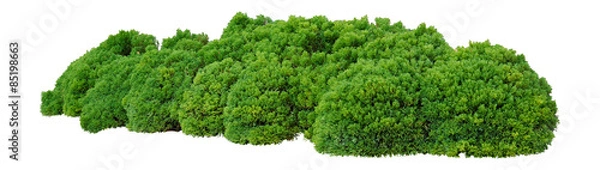 Obraz Krzewy