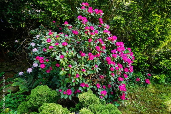 Fototapeta Azalea , blooming rhododendron ,  - beautiful flowering decorative shrubs